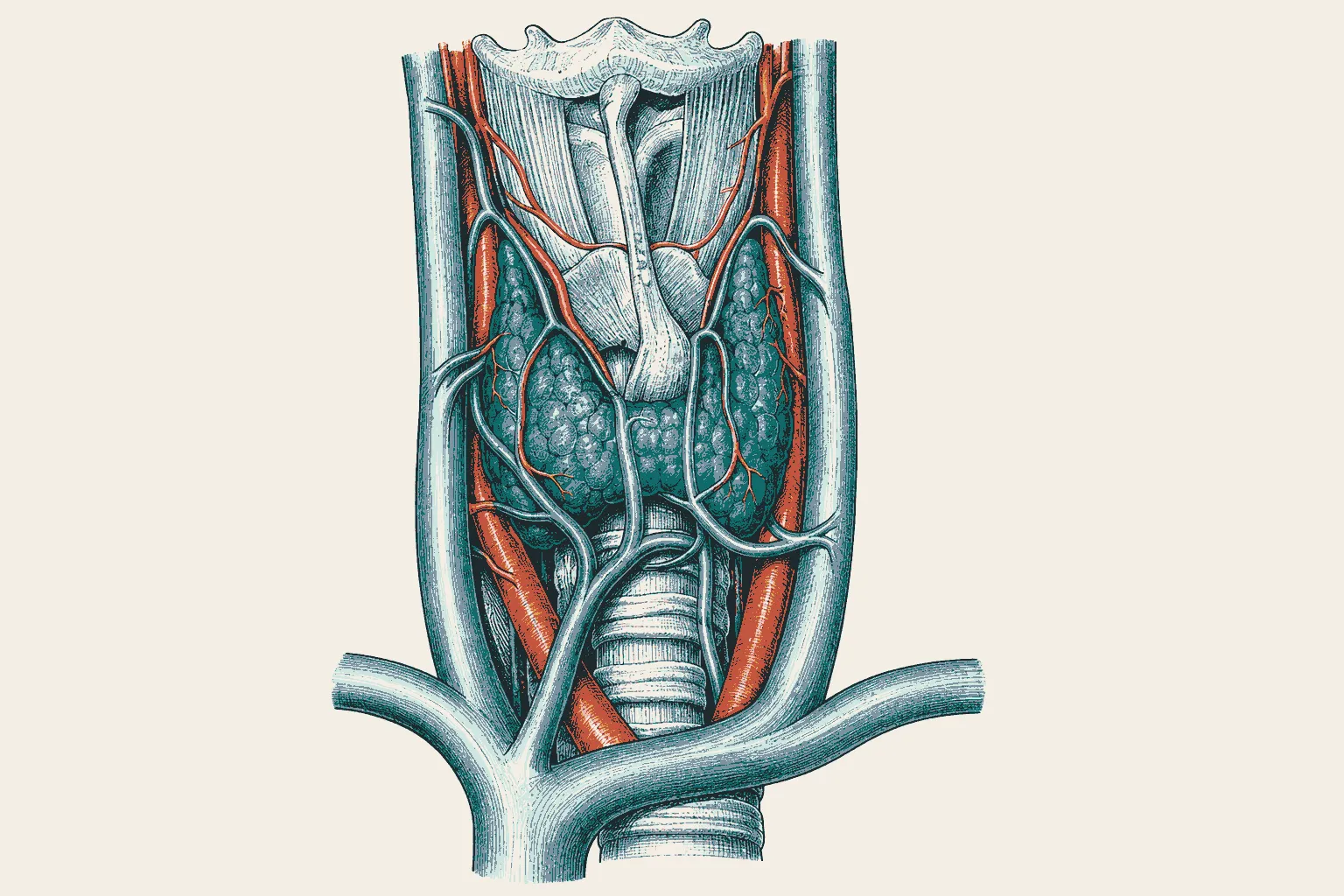 Illustration: anatomical sketch of the thyroid gland on the windpipe with its arteries and veins.